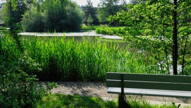 Grüne Bank vor einem Teich mit hohen Gräsern und Bäumen.