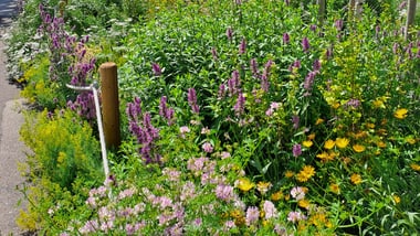 Garten mit blühenden Blumen vor einem Haus.