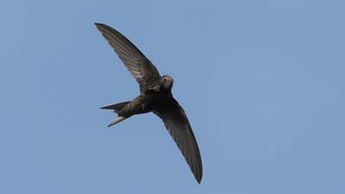 Vogel fliegt am klaren blauen Himmel.