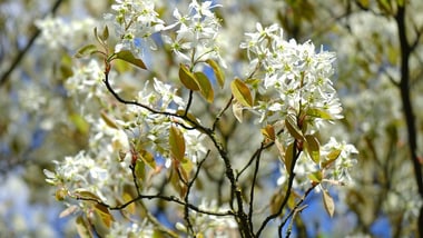 Zweig eines Baumes mit weissen Blüten und grünem Laub vor blauem Himmel.