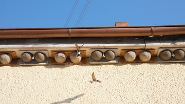 Vögel fliegen nahe einem Gebäude über Nester unter dem Dach.