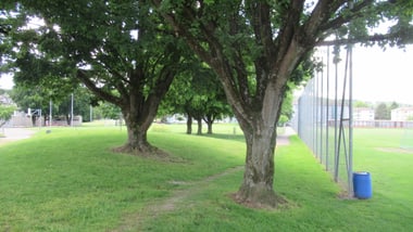 Grünfläche mit grossen Bäumen neben einem Zaun und Sportplatz.