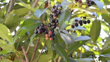 Zweig eines Kirschlorbeers mit dunkelvioletten Beeren und grünen Blättern.