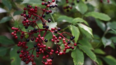 Nahaufnahme von roten und schwarzen Beeren an einem Zweig mit grünen Blättern.