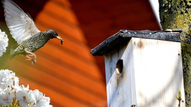 Vogel fliegt zu einem Nistkasten neben weissen Blüten.
