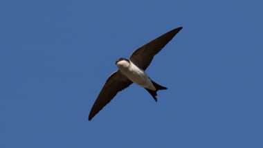 Vogel fliegt am blauen Himmel.