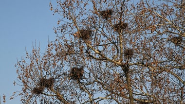 Baum mit kahlen Ästen und mehreren Vogelnestern.