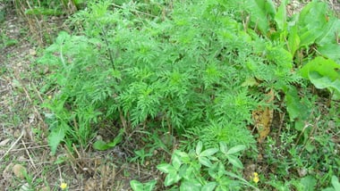 Grüne Ambrosia in der Natur.