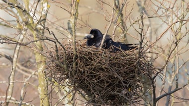 Ein schwarzer Krähenvogel sitzt in einem Nest auf einem Baum.