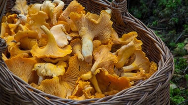 Korb voller gelber Pilze.