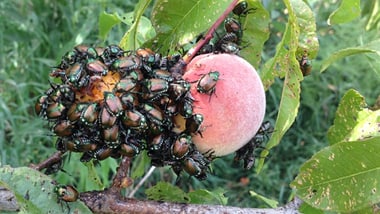 Eine Pfirsichfrucht auf einem Ast mit vielen Japankäfern bedeckt.
