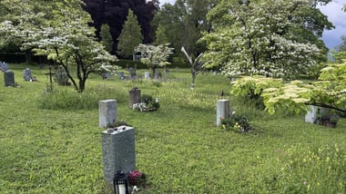 Grüner Friedhof mit blühenden Bäumen und Grabsteinen.