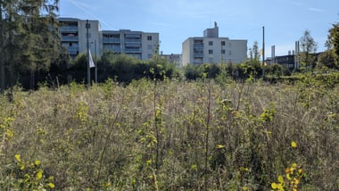 Ein Feld mit hohem Gras vor mehreren Wohngebäuden.