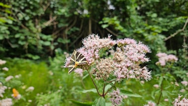 Schmetterling auf rosa Blume im Wald.