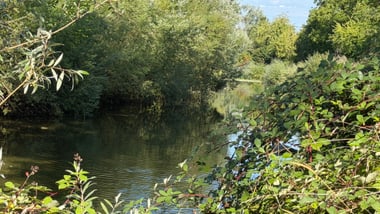Fluss mit grüner Vegetation an den Ufern.