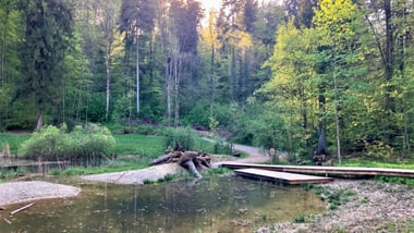 Waldlandschaft im Totentäli mit Teich und Holzpfad.