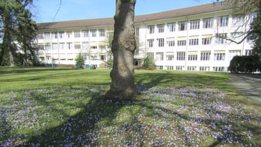 Grosser Baum auf einer Wiese mit violetten Blumen vor einem Gebäude.