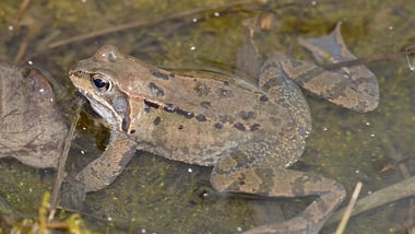 Grasfrosch im Wasser mit Pflanzen.