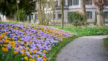 Weg durch Park mit violetten und gelben Blumen, Gebäude im Hintergrund.