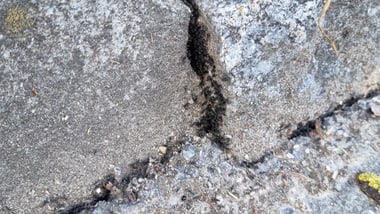 Tapinoma-Ameisen auf Betonfläche und Gras.