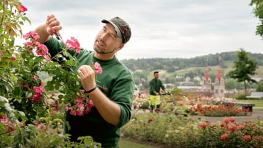 Mann in grünem Pullover schneidet Rosen, zweite Person im Hintergrund in einem Garten.