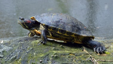 Schmuckschildkröte auf einem Felsen am Wasser.