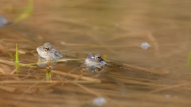 Zwei Frösche im Wasser neben Schilfgras.