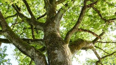 Nahaufnahme eines grossen Baumes mit grünen Blättern.