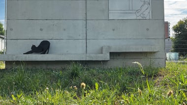 Blick auf eine Betonwand mit Katze und Zeichnung im Gras.