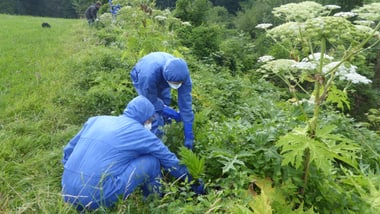 Personen in blauen Schutzanzügen bekämpfen Neophyten.