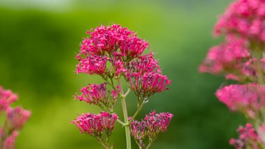 Rote Spornblume mit unscharfem Hintergrund.