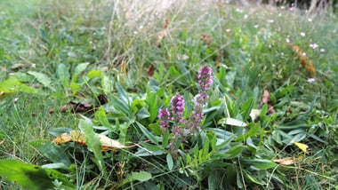 Blumen auf einer Wiese.