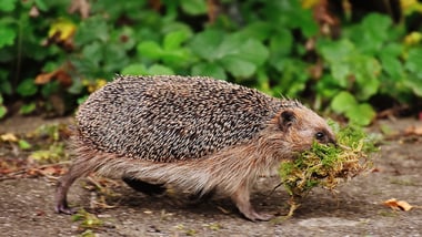 Igel trägt Moos und Gras im Maul auf einem Weg.