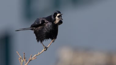 Schwarze Krähe sitzt auf einem Zweig.