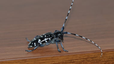 Nahaufnahme eines Asiatischen Laubholzbockkäfers auf Holzoberfläche.