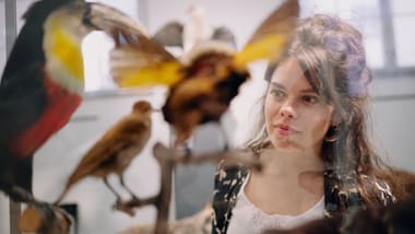 Person betrachtet ausgestopfte Vögel hinter Glas.