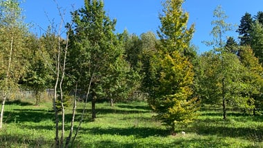 Grüne Bäume auf einer Wiese unter klarem Himmel.