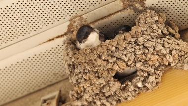 Vogel im Nest unter einem Dach.