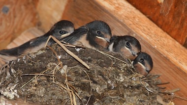 Vier Vögel in einem Nest unter einem Holzdach.