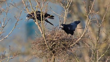 Zwei Krähen auf einem Nest in einem Baum.