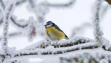 Vogel auf schneebedecktem Ast.