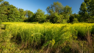 Feld mit gelben Goldruten vor Bäumen unter blauem Himmel.