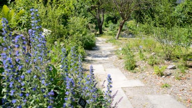 Gartenweg mit blühenden Pflanzen und Bäumen.