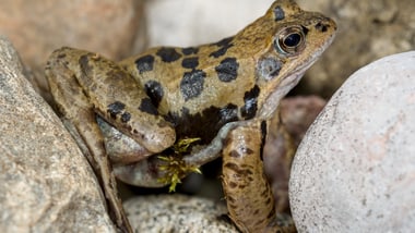 20260211 Grasfrosch Männchen