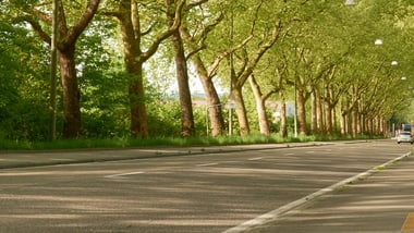 Baumgesäumte Strasse bei Tageslicht.