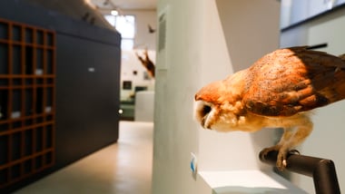 Museumsausstellung mit ausgestopfter Eule auf einem Ständer.