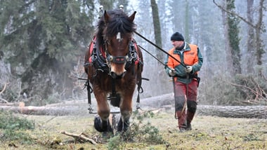 Vorschau Waldtag 2026_Holzrücken mit Pferd