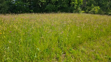 Grüne Wiese mit wilden Blumen und Bäumen im Hintergrund.