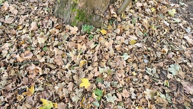 Baumstamm und Boden von Herbstblättern bedeckt.