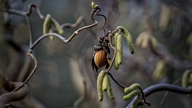 Makroaufnahme von verschlungenen Ästen und Blüten.